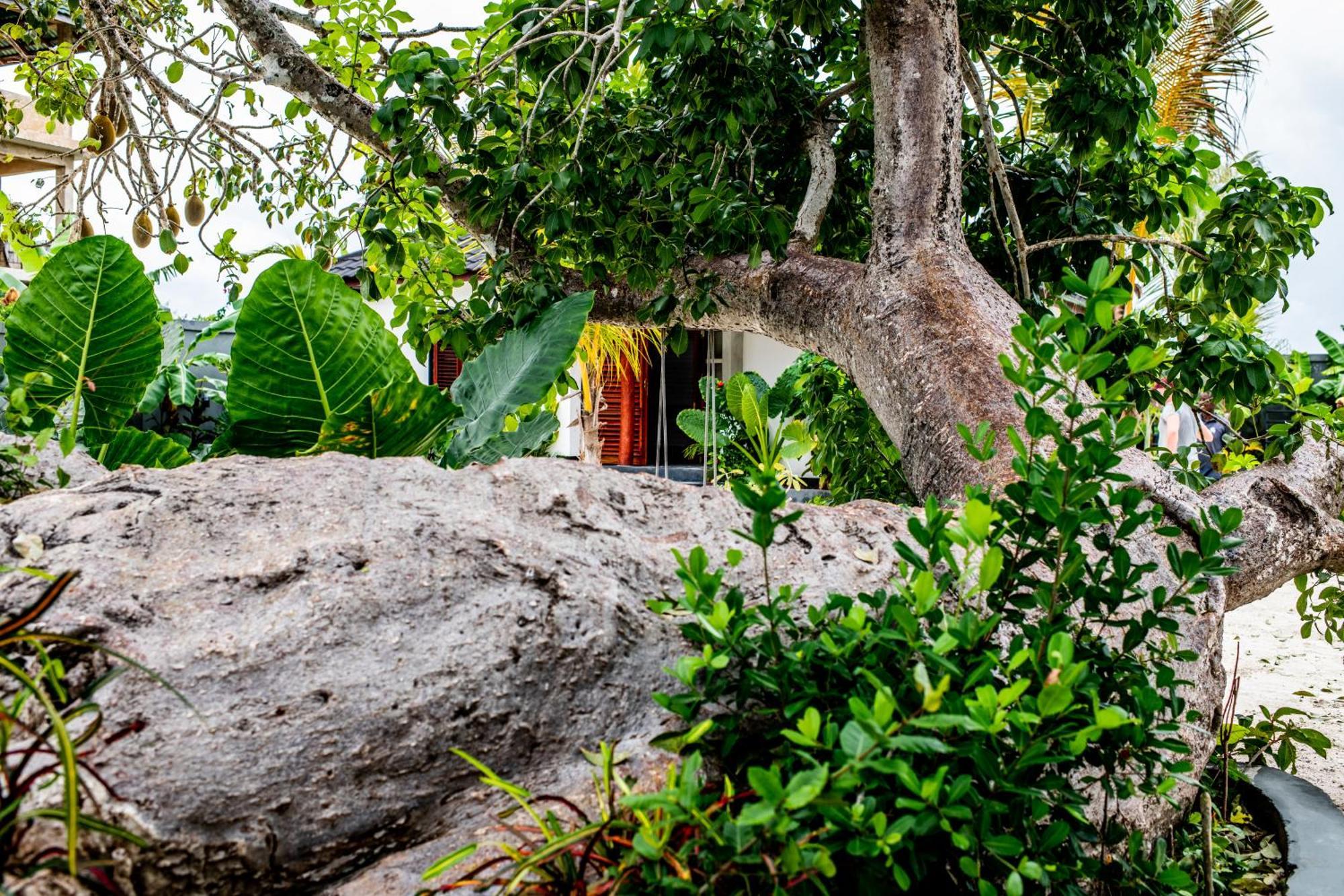 Baobab Bungalows Jambiani  Εξωτερικό φωτογραφία